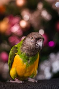 Preview wallpaper parrot, bird, beak, feathers, blur