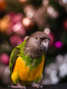 Preview wallpaper parrot, bird, beak, feathers, blur