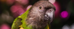 Preview wallpaper parrot, bird, beak, feathers, blur