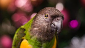 Preview wallpaper parrot, bird, beak, feathers, blur
