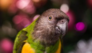 Preview wallpaper parrot, bird, beak, feathers, blur