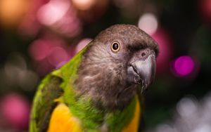 Preview wallpaper parrot, bird, beak, feathers, blur