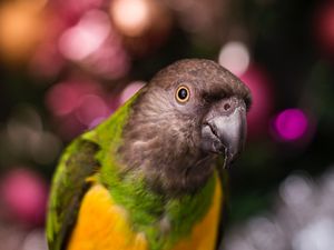 Preview wallpaper parrot, bird, beak, feathers, blur