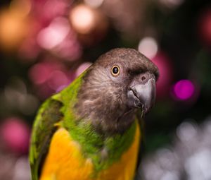 Preview wallpaper parrot, bird, beak, feathers, blur