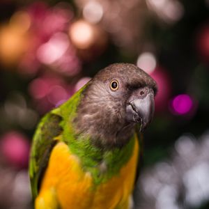 Preview wallpaper parrot, bird, beak, feathers, blur