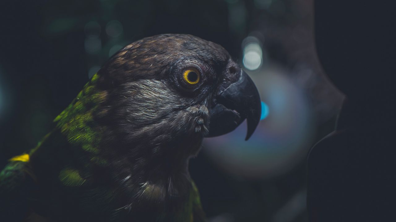 Wallpaper parrot, bird, beak, dark, eye