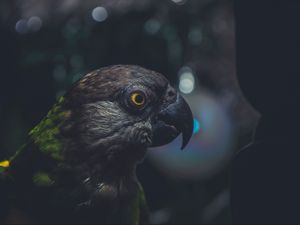 Preview wallpaper parrot, bird, beak, dark, eye