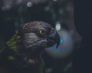 Preview wallpaper parrot, bird, beak, dark, eye