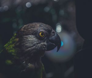 Preview wallpaper parrot, bird, beak, dark, eye