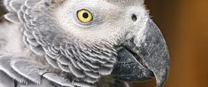 Preview wallpaper parrot, bird, beak, gray