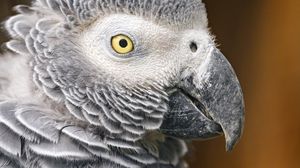 Preview wallpaper parrot, bird, beak, gray