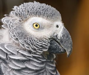 Preview wallpaper parrot, bird, beak, gray