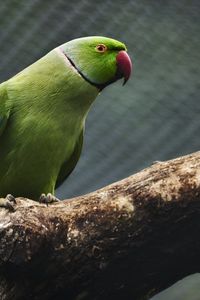 Preview wallpaper parrot, bird, beak, green, branch