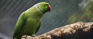 Preview wallpaper parrot, bird, beak, green, branch