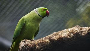 Preview wallpaper parrot, bird, beak, green, branch