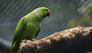 Preview wallpaper parrot, bird, beak, green, branch