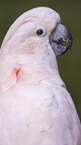 Preview wallpaper parrot, bird, beak, pink