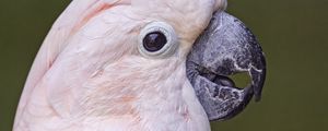 Preview wallpaper parrot, bird, beak, pink
