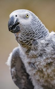 Preview wallpaper parrot, bird, beak, feathers, gray