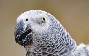Preview wallpaper parrot, bird, beak, feathers, gray