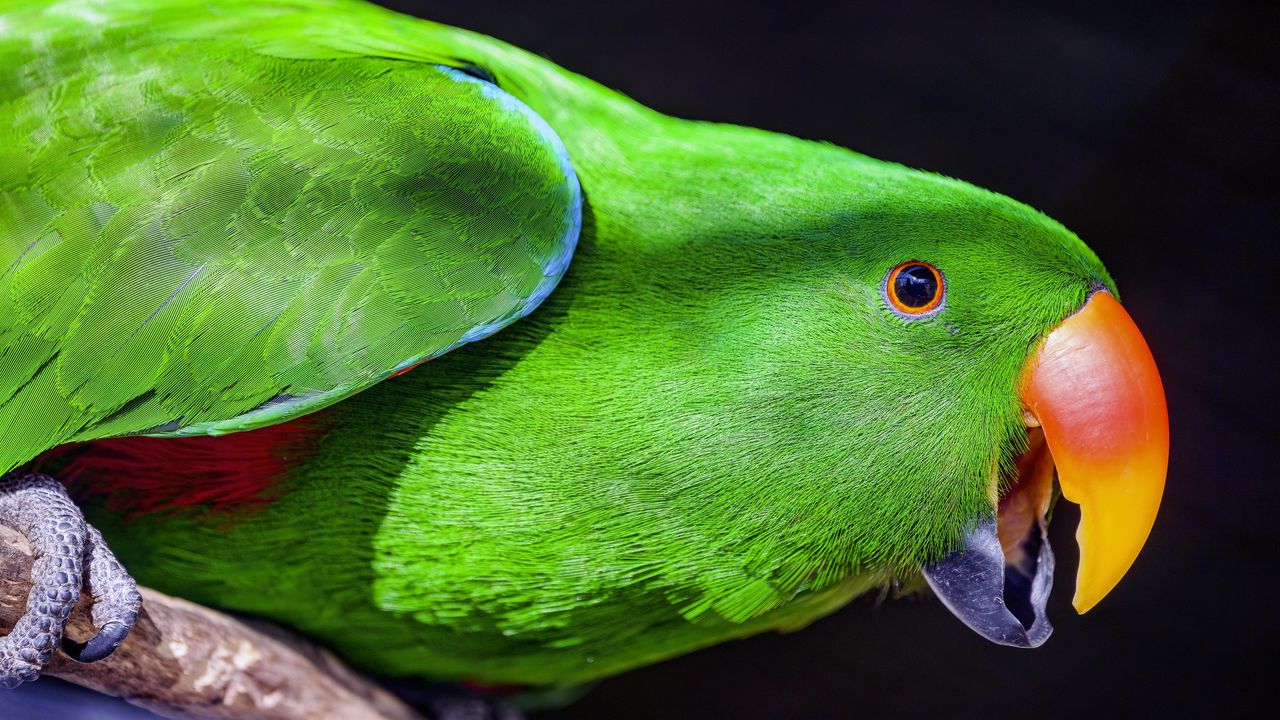 Wallpaper parrot, bird, beak, bright