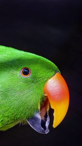 Preview wallpaper parrot, bird, beak, bright