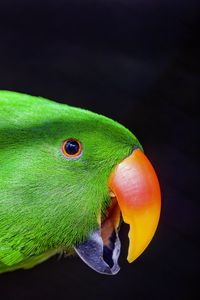 Preview wallpaper parrot, bird, beak, bright
