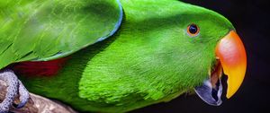 Preview wallpaper parrot, bird, beak, bright