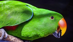 Preview wallpaper parrot, bird, beak, bright