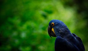 Preview wallpaper parrot, bird, beak, head