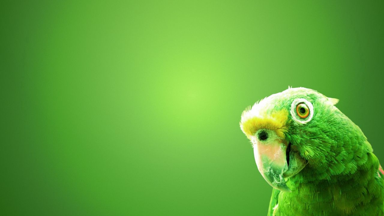 Wallpaper parrot, bird, beak, background