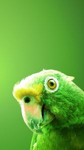 Preview wallpaper parrot, bird, beak, background