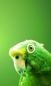 Preview wallpaper parrot, bird, beak, background