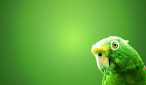 Preview wallpaper parrot, bird, beak, background