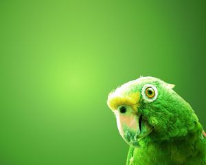 Preview wallpaper parrot, bird, beak, background