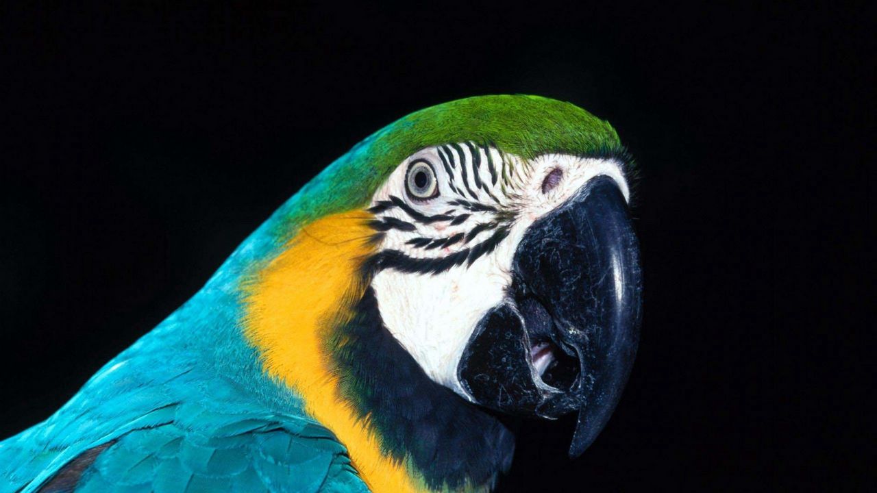 Wallpaper parrot, bird, beak, color