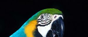 Preview wallpaper parrot, bird, beak, color