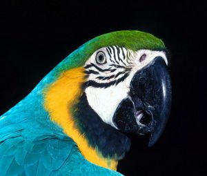 Preview wallpaper parrot, bird, beak, color