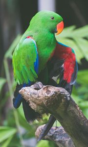 Preview wallpaper parrot, bird, branch, sitting