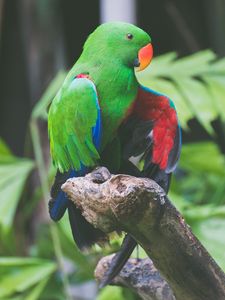 Preview wallpaper parrot, bird, branch, sitting