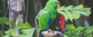 Preview wallpaper parrot, bird, branch, sitting