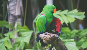 Preview wallpaper parrot, bird, branch, sitting