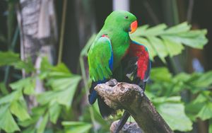 Preview wallpaper parrot, bird, branch, sitting
