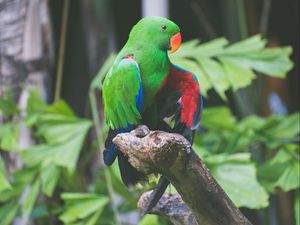 Preview wallpaper parrot, bird, branch, sitting