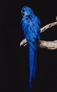 Preview wallpaper parrot, bird, branch