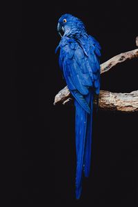 Preview wallpaper parrot, bird, branch
