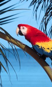 Preview wallpaper parrot, bird, branch, tree, color, bright