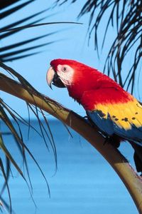 Preview wallpaper parrot, bird, branch, tree, color, bright