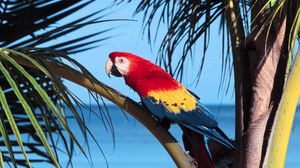 Preview wallpaper parrot, bird, branch, tree, color, bright