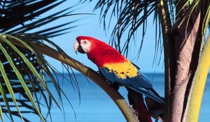 Preview wallpaper parrot, bird, branch, tree, color, bright